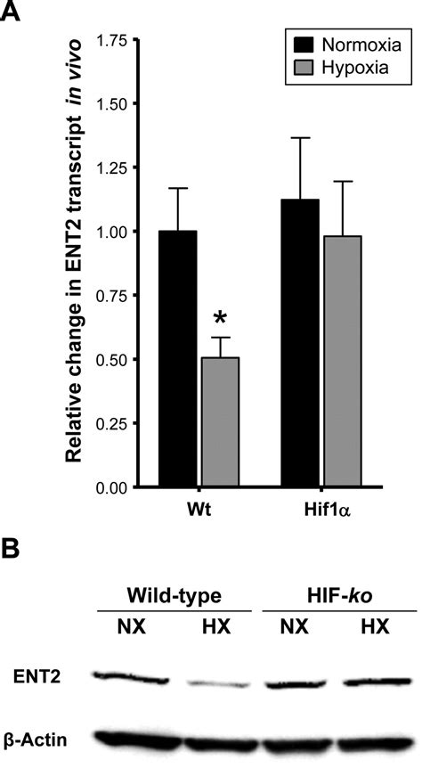 Hypoxia Inducible Factordependent Repression Of Equilibrative