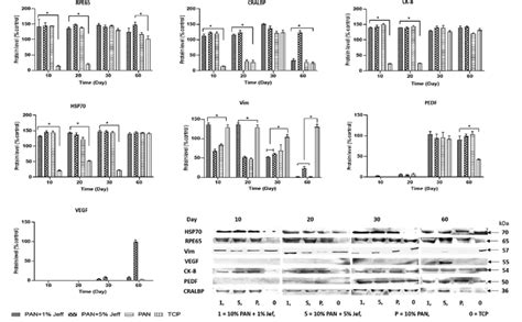 Western Blotting Analysis Of Arpe Cultured On Fa Treated Ens Shown