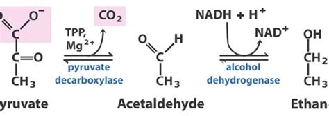 Difference Between Lactic Acid And Alcoholic Fermentation Definition