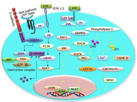 Wnt Catenin Signaling In Urothelial Carcinoma Of Bladder Abstract