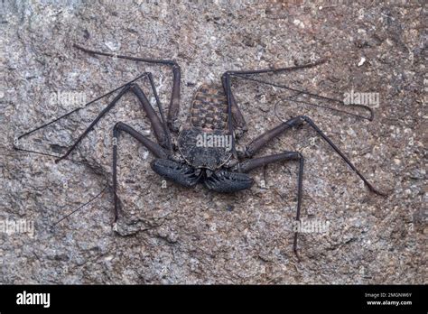 Whip Spider Phrynus Goesii On Rock Union Island Saint Vincent And