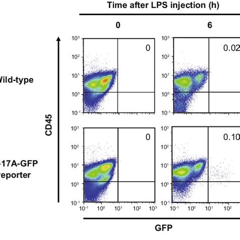 Detection Of Il A Producing Cells In Peritoneal Lavage Fluids Of Mice