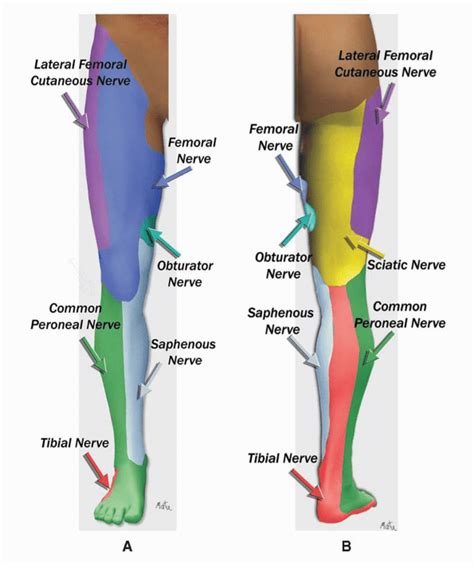 Lower Extremity Landmarks Teachme Orthopedics