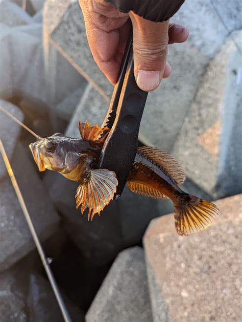 根魚は楽しいなぁ 三重県 石鏡 ロックフィッシュ（ルアー） カサゴ・ガシラ 陸っぱり 釣り・魚釣り 釣果情報サイト カンパリ