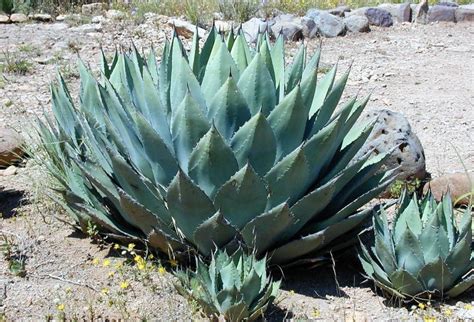 Agave Características reproducción hábitat usos Planta flores