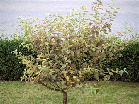 Bl Tter Sind Braun Eingerollt Apfelbaum Krank Hausgarten Net