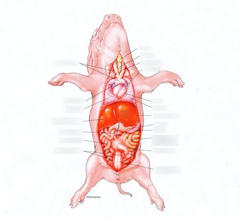 Pig anatomy diagram Diagram | Quizlet