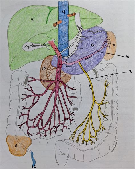 Hepatic Portal System Diagram Quizlet