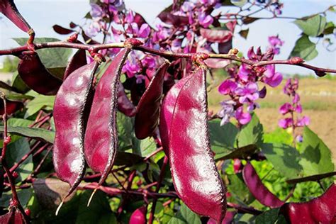 Декоративная Фасоль Вьющаяся Фото Цветов – Telegraph