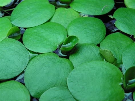 Plantas Aqu Ticas Nomes Flutuantes E Terrestres P Aqu Rio E