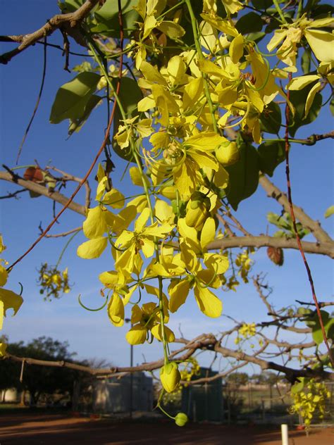 Yellow broom tree flowers - Onslo, Western Australia - 2012 ...