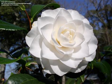 White Camellia for graciousness | Plants, Flowers, Japanese flowers