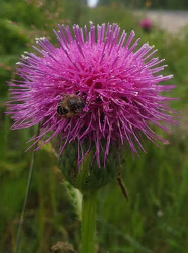 An effective way to replenish threatened plants