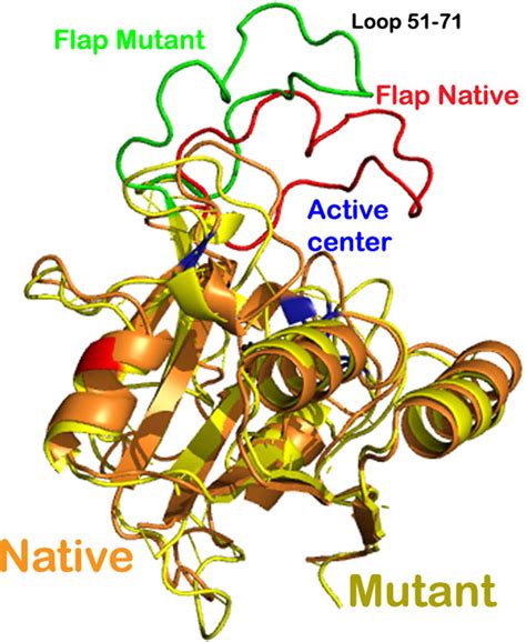 Ribbon Representation Of The Superimposition Of Structures Of The