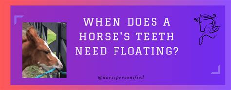 When Does a Horse’s Teeth Need Floating? - Horse Communication and Care for Horse Lovers