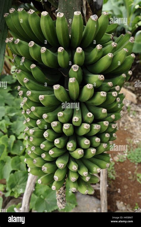 Planta De Platano Isoaselyna