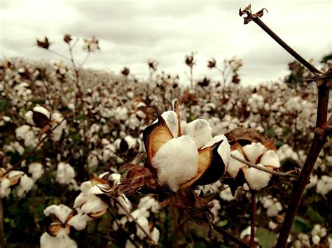 Free Stock Photo Of Cotton Field