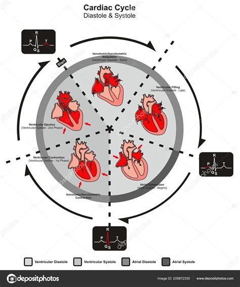 Cardiac Cycle Diastole Systole Human Heart Anatomy Infographic Diagram