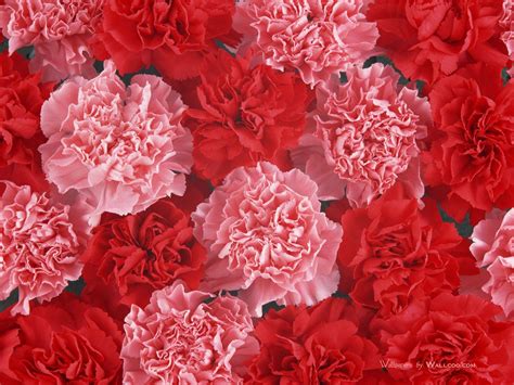 Pink Carnation Flower Wallpaper