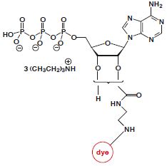 ATP Nucleotide Structure