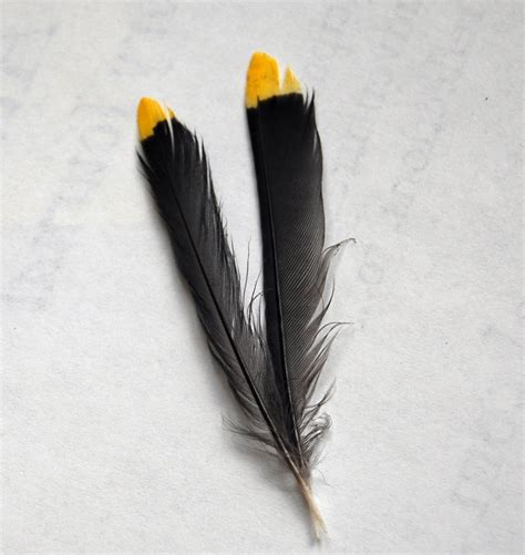 Birding: On Collecting Bird Feathers - - The Adirondack Almanack