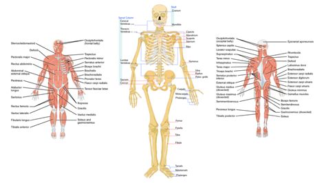 Terminology and Anatomy of the Musculoskeletal System – Glass Box