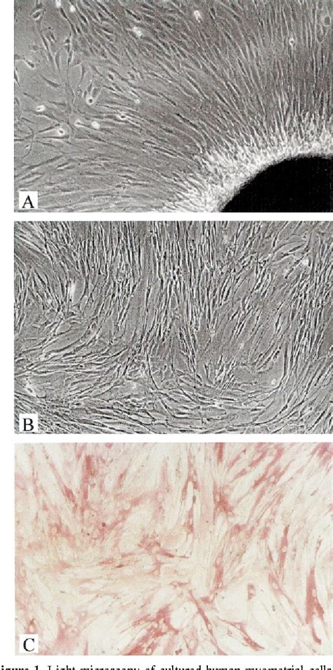 Figure 1 From Role Of Endothelin 1 In Regulating Proliferation Of