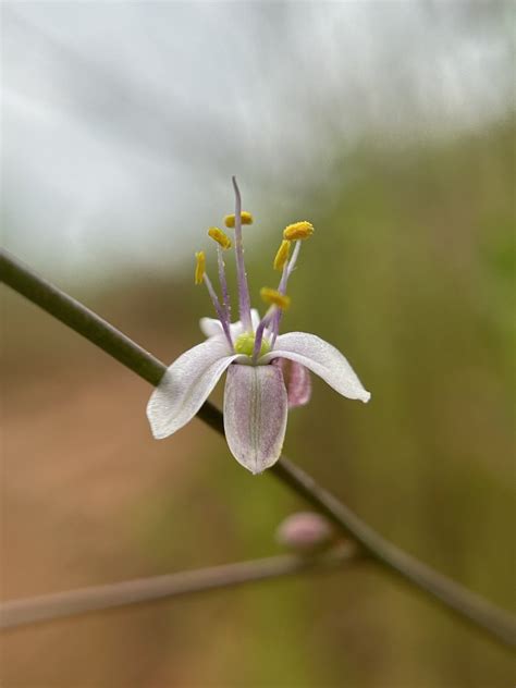 方舟子 On Twitter 今日所见野花：小花皂百合 Small Flower Soap Plant 、圣地亚哥金星花 San Diego Golden Star 、海岸仙人掌