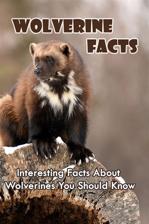 Wolverine Facts: Interesting Facts About Wolverines You Should Know ...