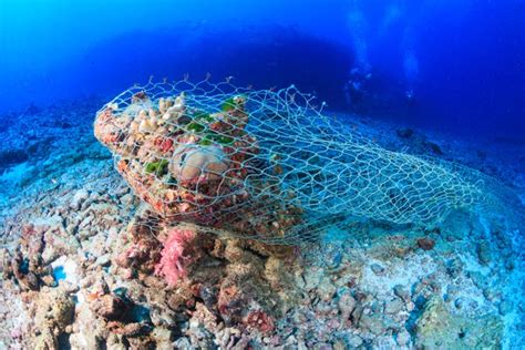 Why Is Ghost Gear A Problem Olive Ridley Project