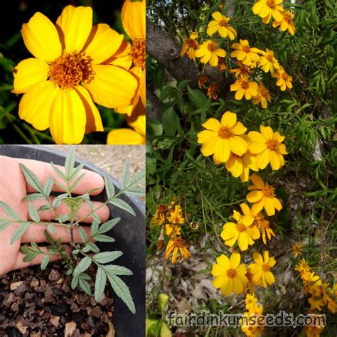 Marigold Mexican Passionfruit Scented Tagetes Lemmonii Seeds | Fair ...