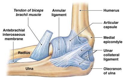 Elbow Joint Diagram