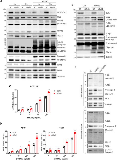 The Scfskp Ubiquitin Ligase Complex Modulates Trail R Induced