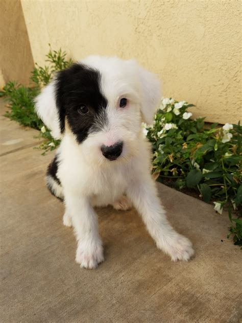 Old English Sheepdog Puppies For Sale | Riverside, CA #235395