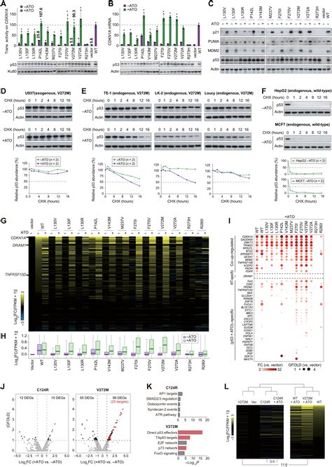 Diverse Rescue Potencies Of P53 Mutations To Ato Are Predetermined By