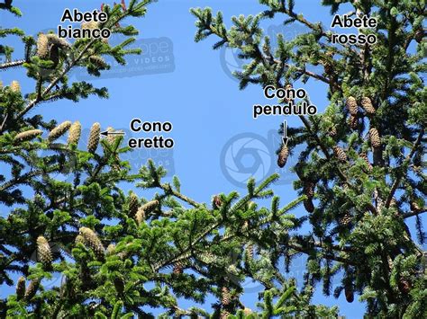 Abies Alba Abete Bianco Strobilo Strobili Abies Alba Abete