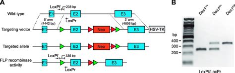 Generation And Genotyping Of Floxed Des1 Mice A Exon 2 Of The Des1 Download Scientific