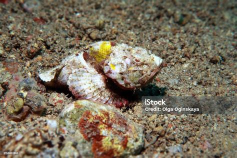 The Flasher Scorpionfish Or Rough Humpback Scorpionfish Is A Species Of