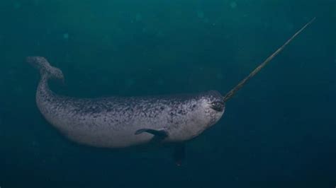 Narwhal Animal Facts | Monodon monoceros - Wiki Point