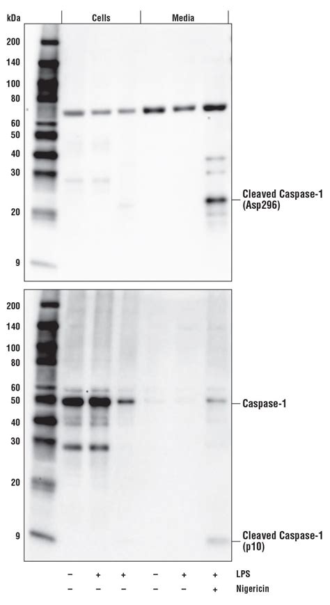 Overview Of Cell Death Cell Signaling Technology