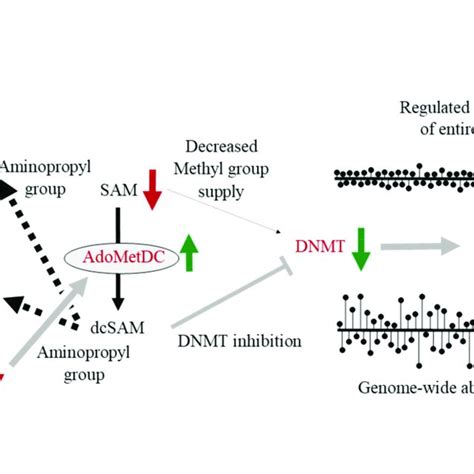 The Effects Of Chronic Inflammation On Enzyme Activities And Substance