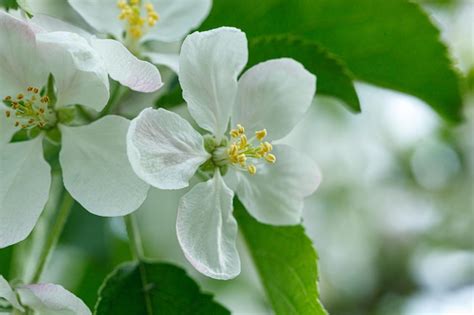 Premium Photo Beautiful Branch Of A Flowering Apple Tree