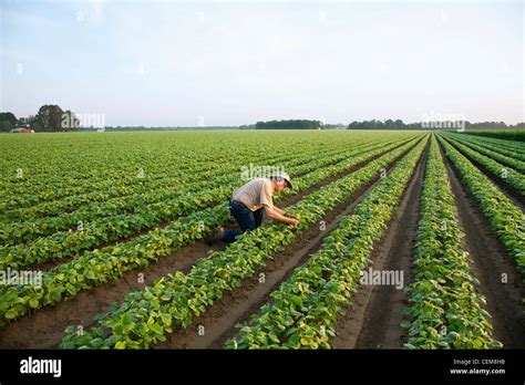 A Farmer Grower Inspects His Early Growth Crop Of Twin Row Soybeans