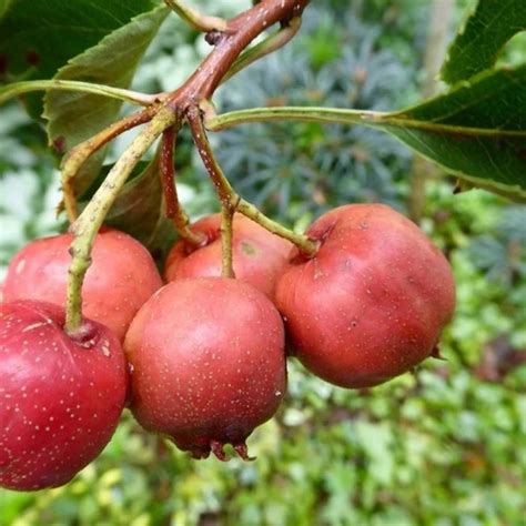 Chinese Hawthorn Big Ball This cultivar of Crataegus pinnatifida is becoming very popular as it ...