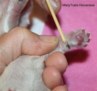 Dewclaw Removal Done Wrong, Whelping and Raising Puppies