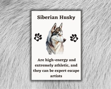 Tarjeta De Felicitación De Arte Del Perro Husky Siberiano Tarjeta