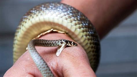 Snake Bite First Aid The First Aid Nest