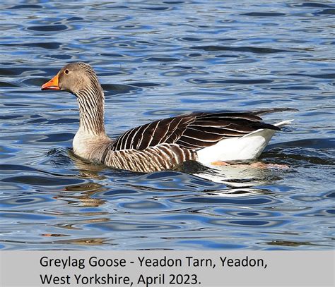 Greylag Goose E11