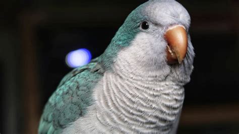 12 Best Beginner Birds A Complete Guide The Pet Savvy