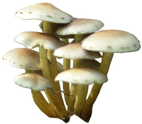 Mushroom PNG Transparent Images PNG All